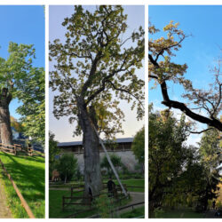 Живая легенда: как английский дуб в русском монастыре сохранить